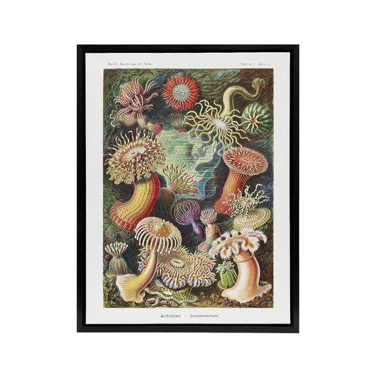 Sea Anemone Marine Landscape Haeckel Botanical Framed Canvas Wall Art