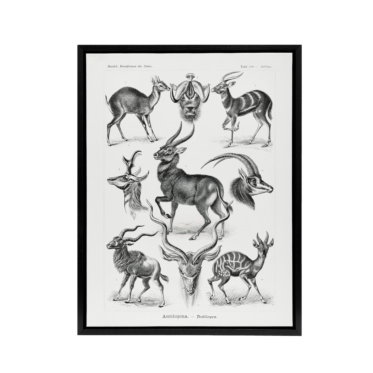 Antelope Savanna Africa Haeckel Botanical Black Framed Canvas Wall Art