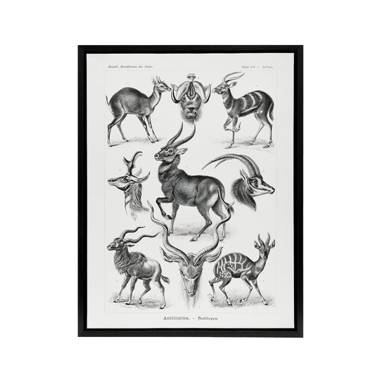 Antelope Savanna Africa Haeckel Botanical Black Framed Canvas Wall Art