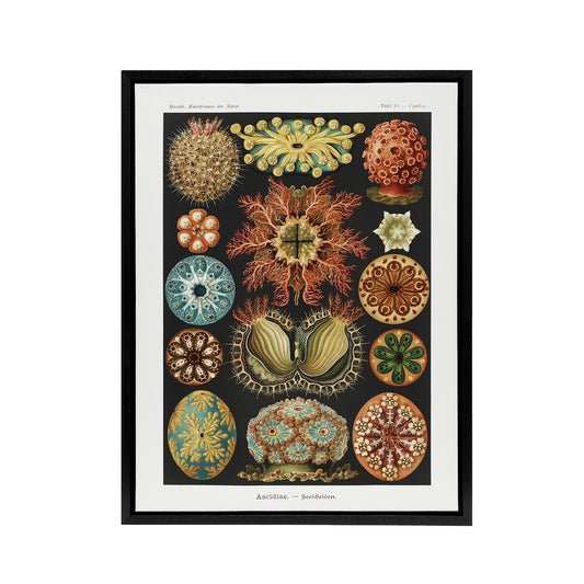 Ascidiae Colourful Marine Life Haeckel Botanical Framed Canvas Wall Art