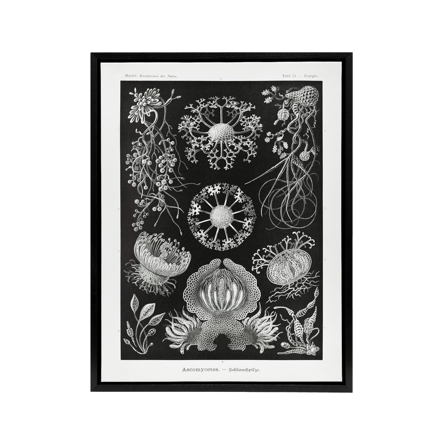 Ascomycetes Fungi Species Vintage Haeckel Black Framed Canvas Wall Art