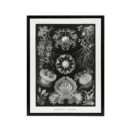 Ascomycetes Fungi Species Vintage Haeckel Black Framed Canvas Wall Art