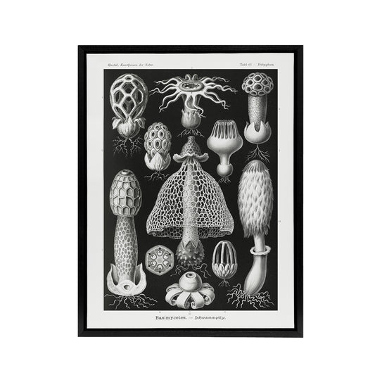 Basidiomycetes Fungi Species Vintage Haeckel Black Framed Canvas Wall Art