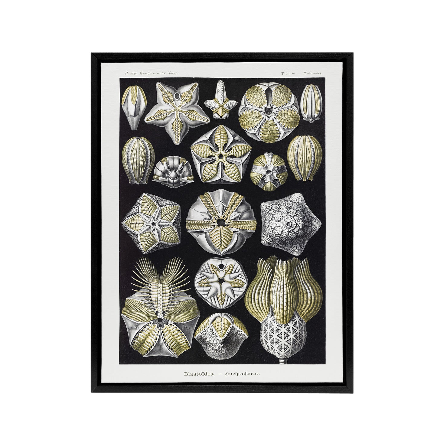 Blastoid Sea Buds Urchins Haeckel Botanical Black Framed Canvas Wall Art