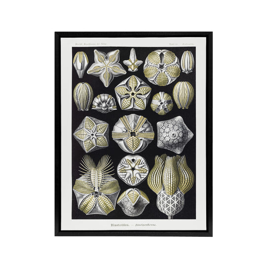 Blastoid Sea Buds Urchins Haeckel Botanical Black Framed Canvas Wall Art