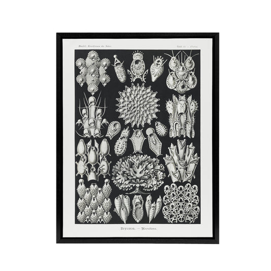 Bryozoa Aquatic invertebrates Haeckel Botanical Framed Canvas Wall Art