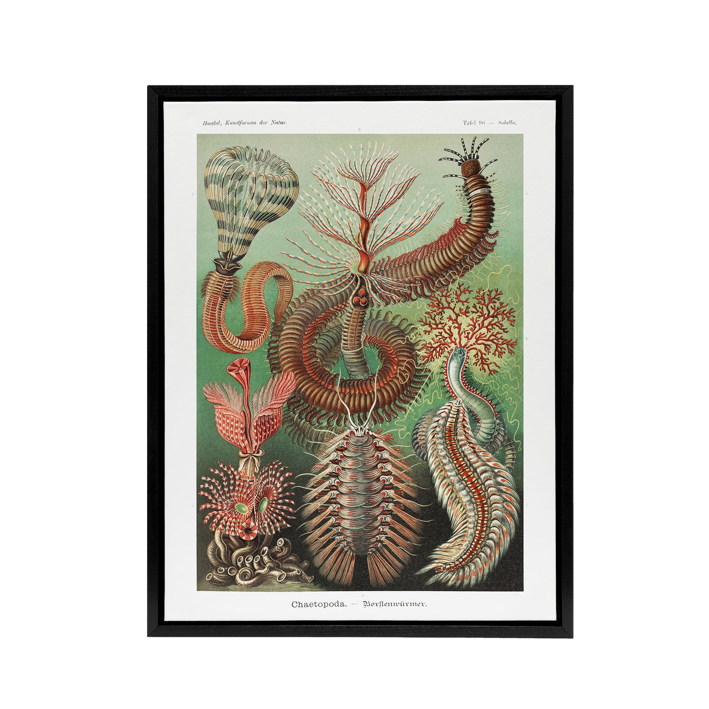 Chaetopoda Marine Worms Haeckel Botanical Black Framed Canvas Wall Art