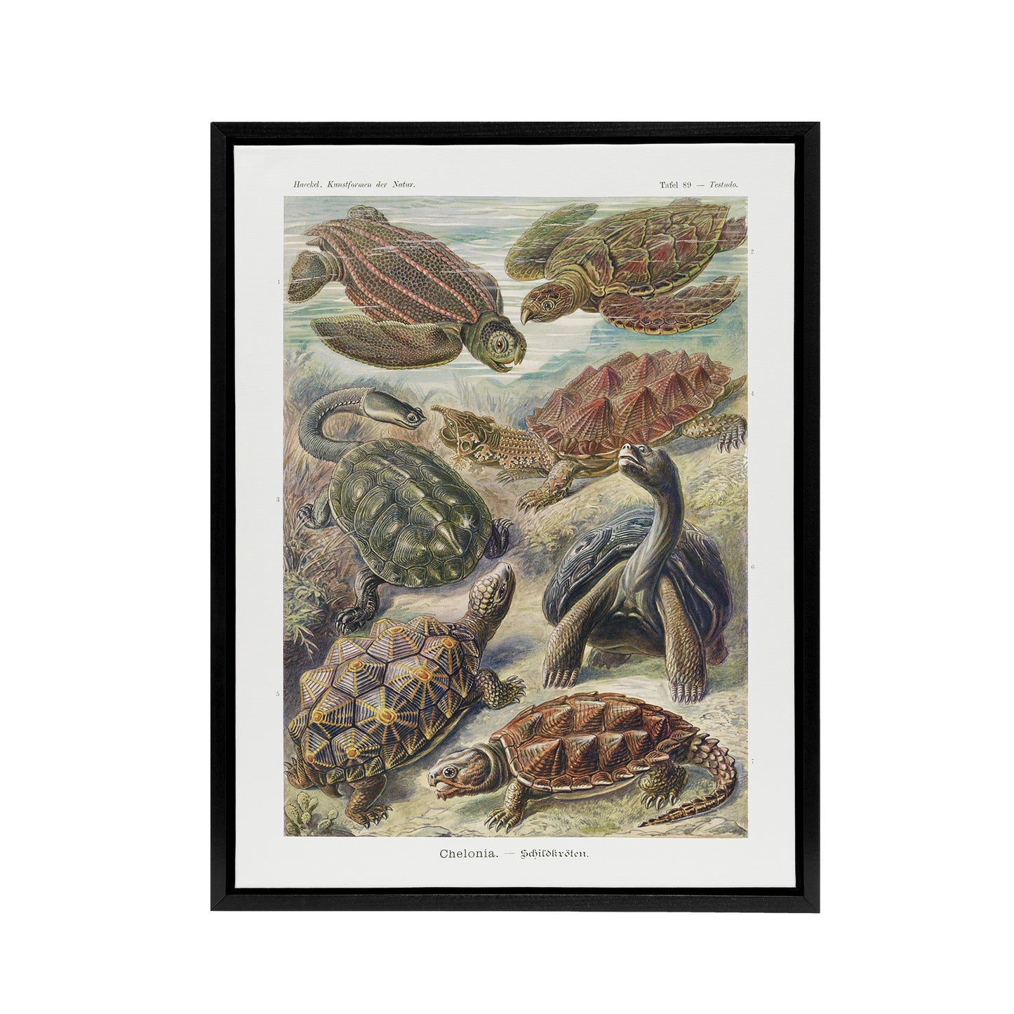 Chelonia Turtles Vintage Haeckel Botanical Black Framed Canvas Wall Art