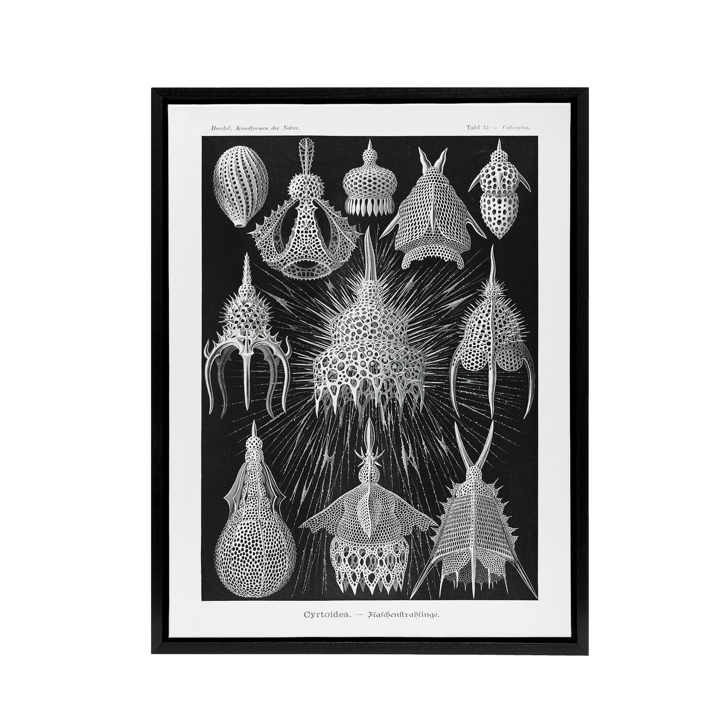 Marine Microorganisms Haeckel Botanical Black Framed Canvas Wall Art