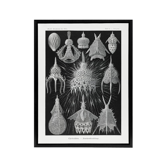 Marine Microorganisms Haeckel Botanical Black Framed Canvas Wall Art