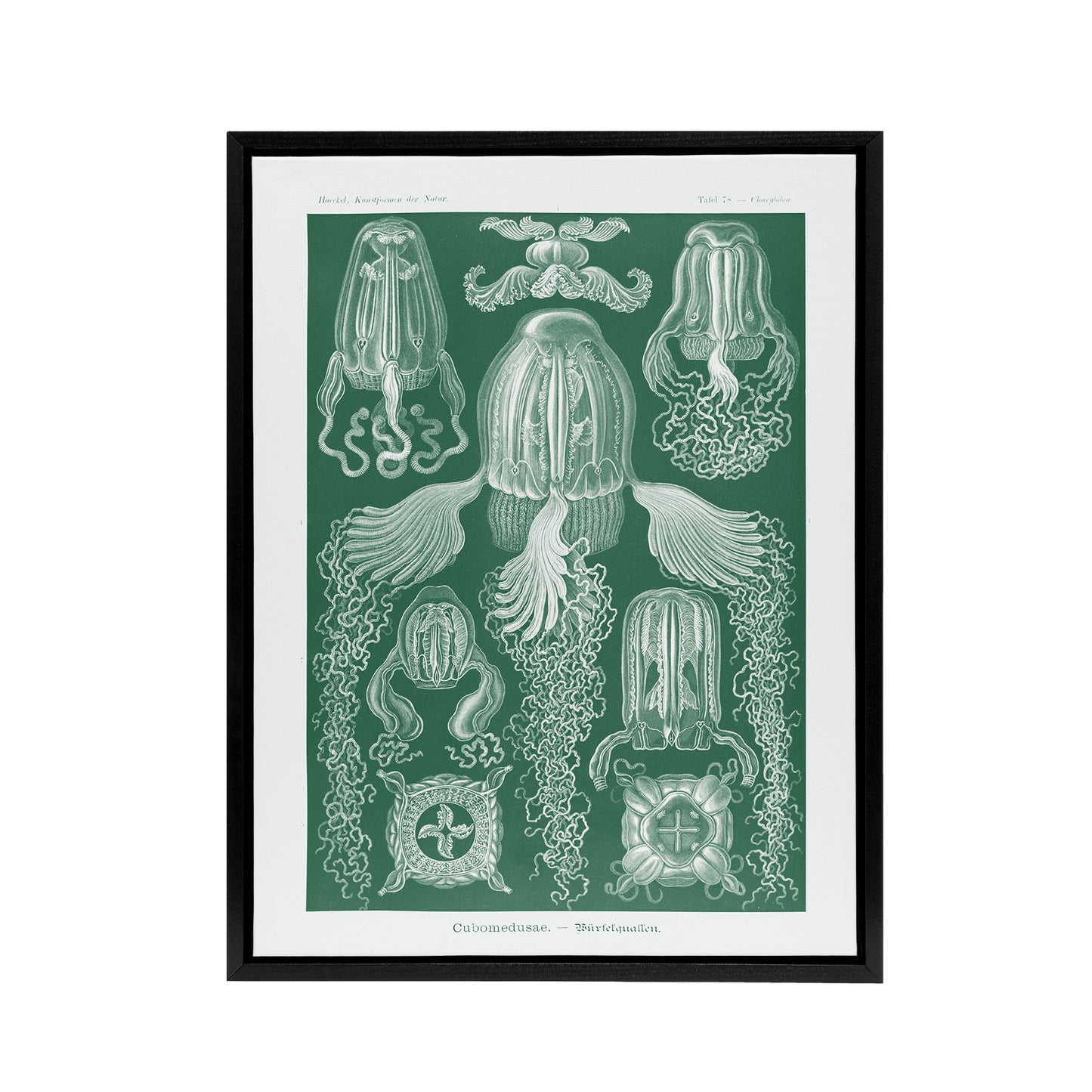 Cubomedusae Jellyfish Species Haeckel Botanical Framed Canvas Wall Art