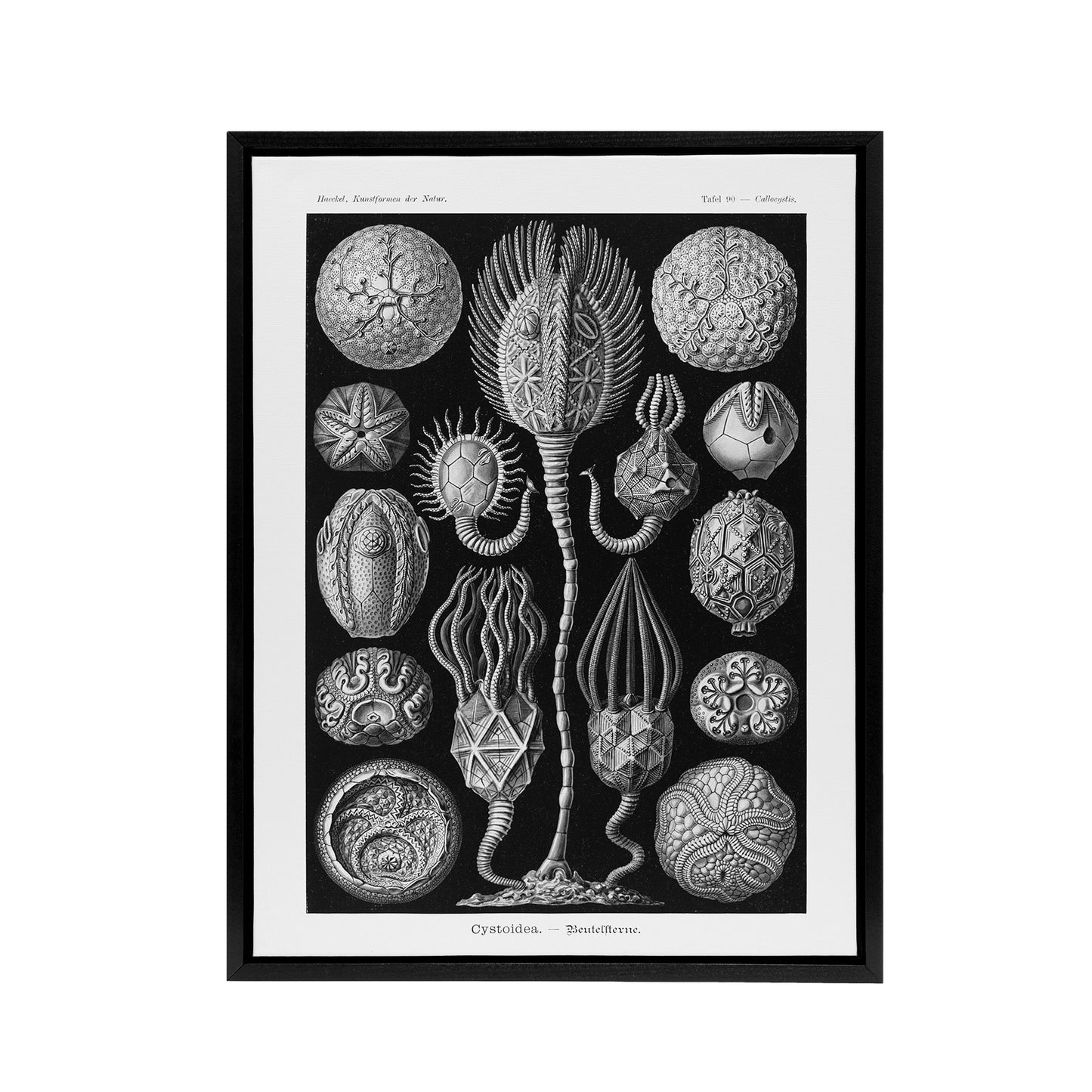 Cystoidea Pouch Stars Marine Life Haeckel Black Framed Canvas Wall Art