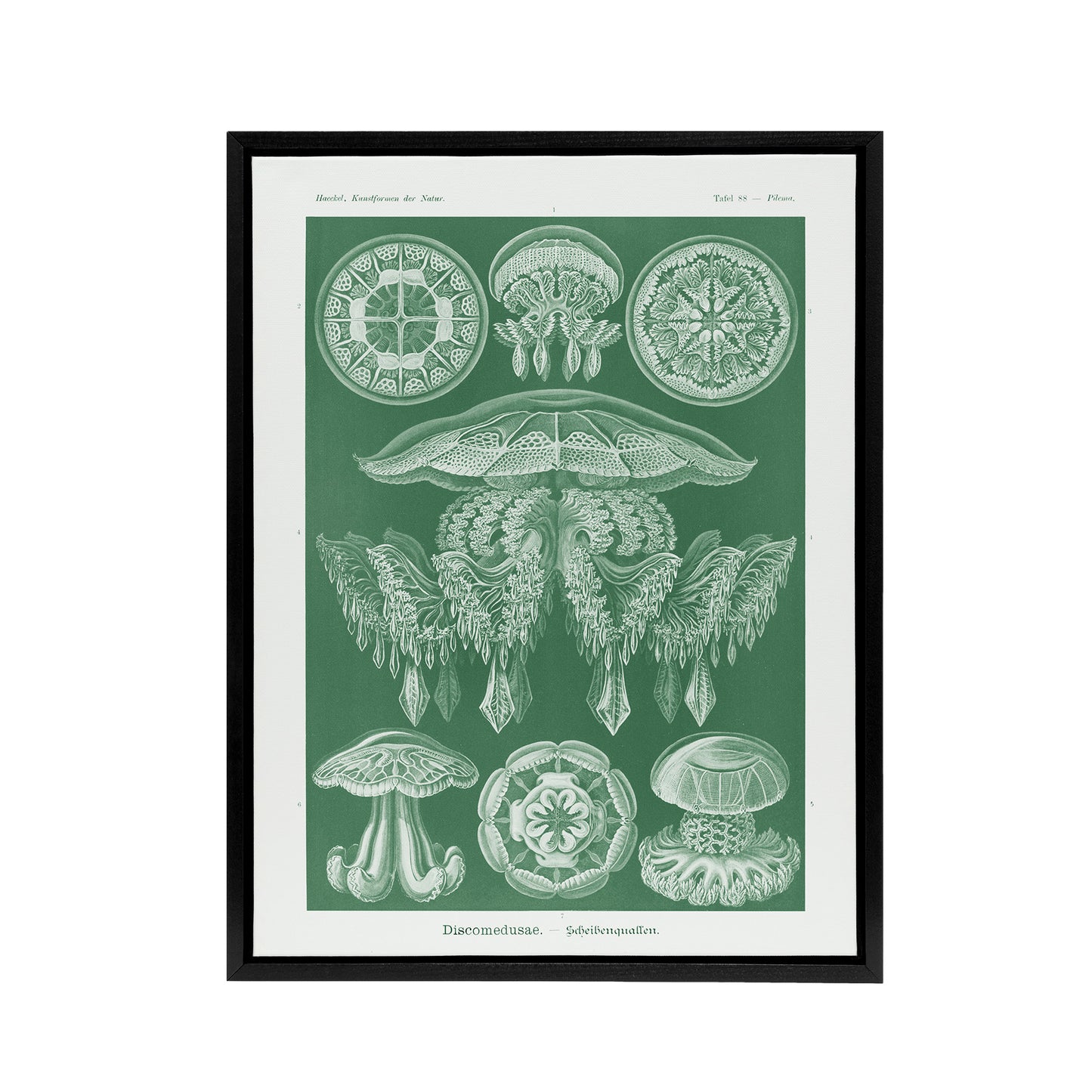 Discomedusae Jellyfish Species Haeckel Botanical Framed Canvas Wall Art