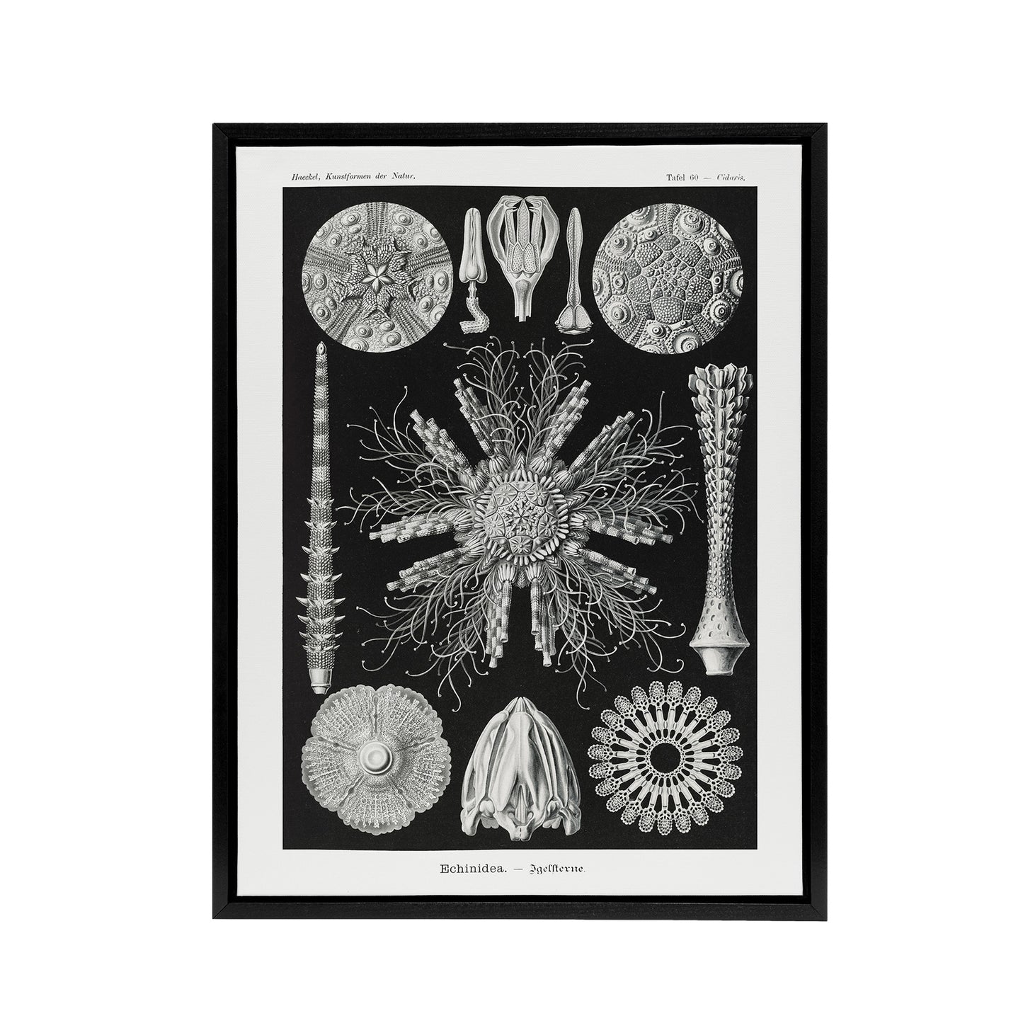 Sea Urchin Ocean Beach Haeckel Botanical Black Framed Canvas Wall Art