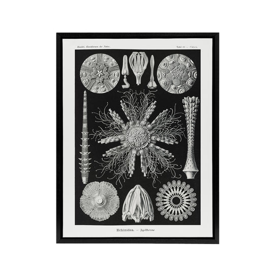 Sea Urchin Ocean Beach Haeckel Botanical Black Framed Canvas Wall Art