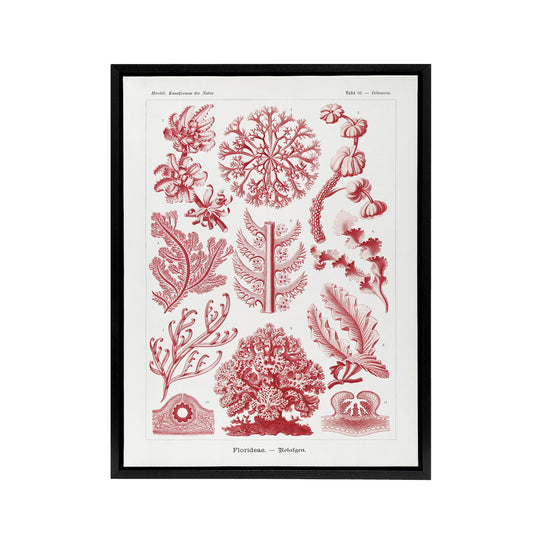 Florideophyceae Red Algae Haeckel Botanical Black Framed Canvas Wall Art