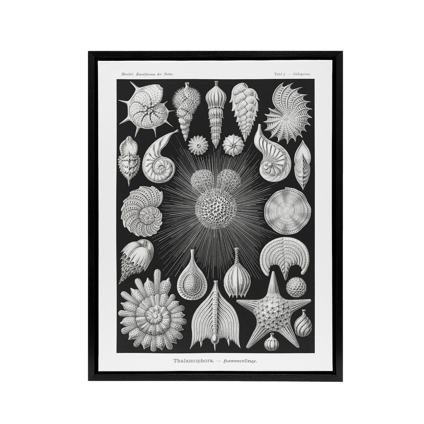 Forams Vintage Illustration Haeckel Botanical Framed Canvas Wall Art