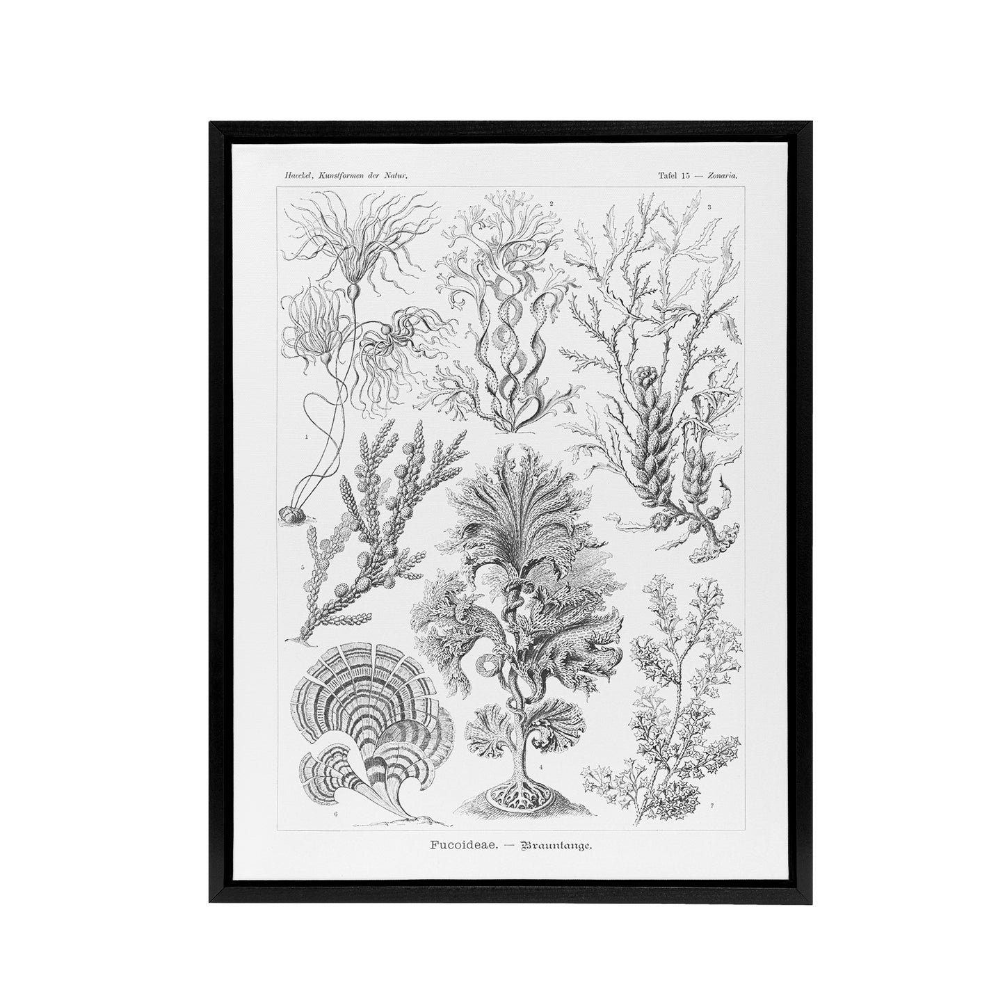 Algae Seaweed Species Haeckel Botanical Black Framed Canvas Wall Art