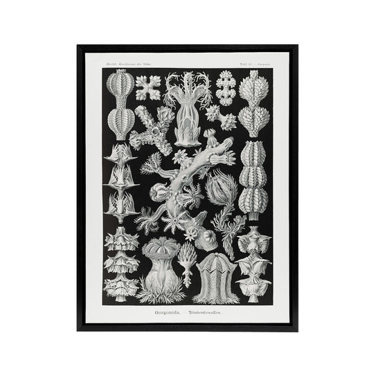 Gorgonia Vintage Coral Haeckel Botanical Black Framed Canvas Wall Art