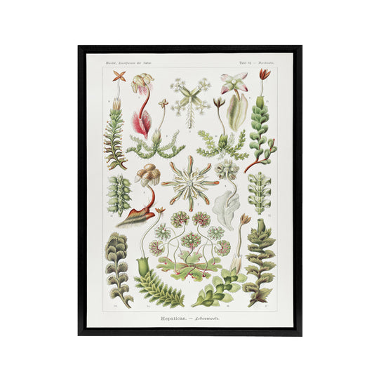 Hepatica Plant Vintage Floral Haeckel Botanical Framed Canvas Wall Art
