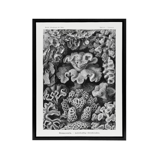 Hexacorallia Vintage Coral Haeckel Botanical Black Framed Canvas Wall Art