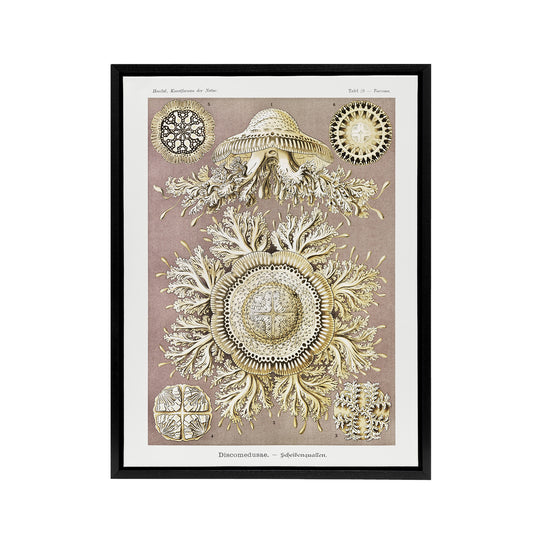 Jellyfish Discomedusae Vintage Haeckel Black Framed Canvas Wall Art