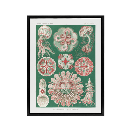 Green Pink Vintage Jellyfish Haeckel Botanical Framed Canvas Wall Art
