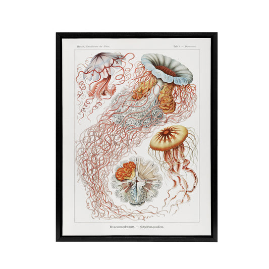Lion's Mane Jellyfish Haeckel Botanical Black Framed Canvas Wall Art