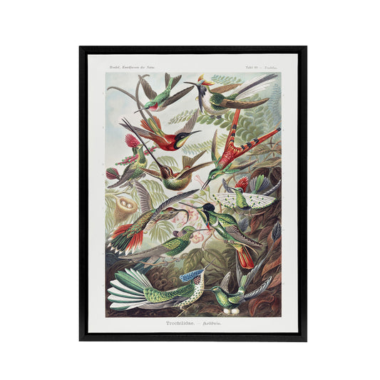 Kolibri Birds Hummingbird Species Haeckel Black Framed Canvas Wall Art