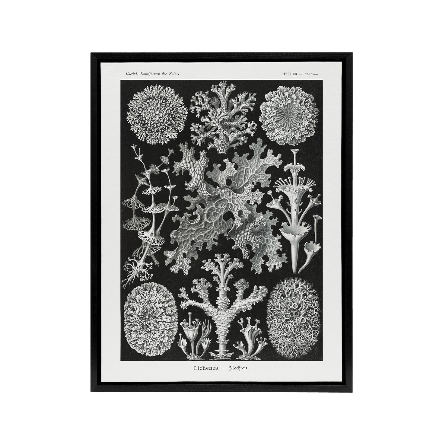 Lichen Species Vintage Haeckel Botanical Black Framed Canvas Wall Art