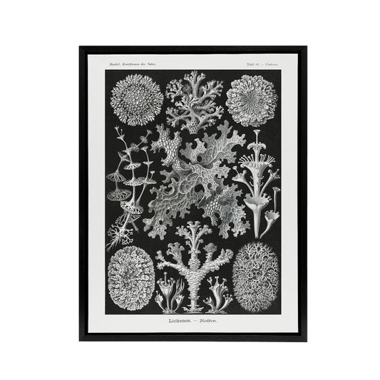 Lichen Species Vintage Haeckel Botanical Black Framed Canvas Wall Art