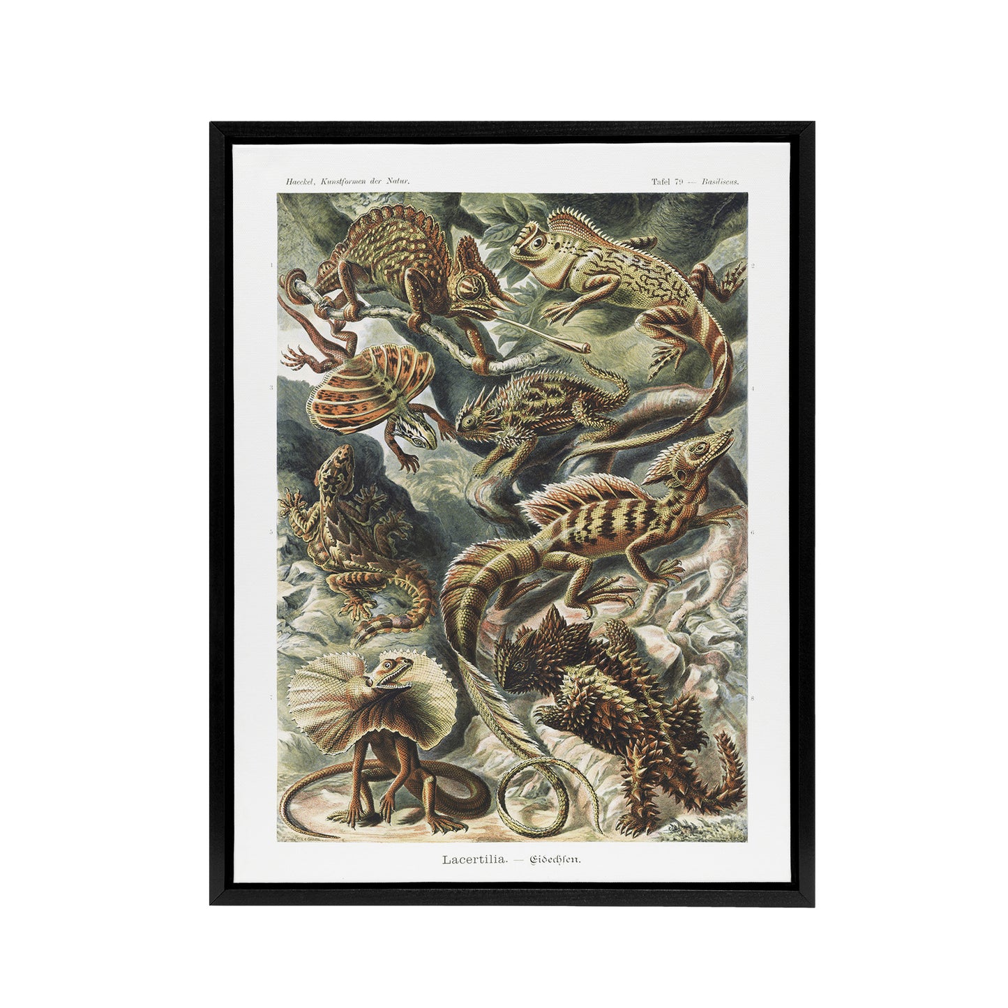 Lacertilia Reptile Lizard Species Haeckel Black Framed Canvas Wall Art