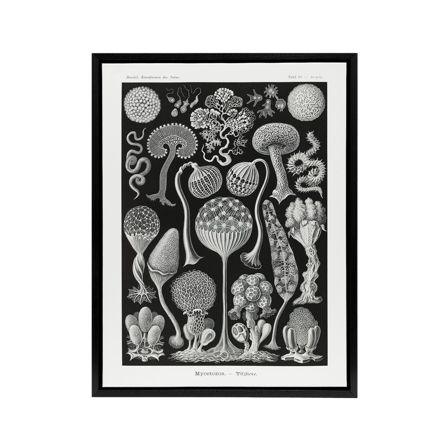 Intricate Slime Molds Haeckel Botanical Black Framed Canvas Wall Art