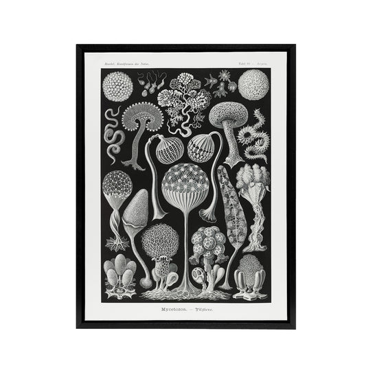 Intricate Slime Molds Haeckel Botanical Black Framed Canvas Wall Art