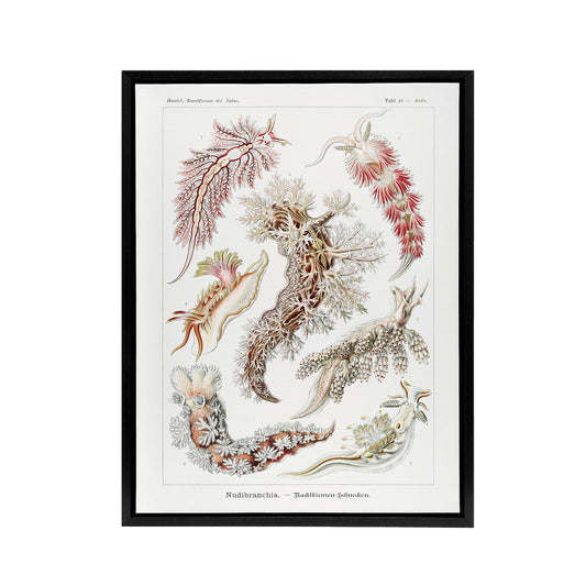 Nudibranch Sea Slug Molluscs Haeckel Botanical Framed Canvas Wall Art
