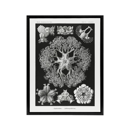 Ophiodea Brittle Stars Haeckel Botanical Black Framed Canvas Wall Art