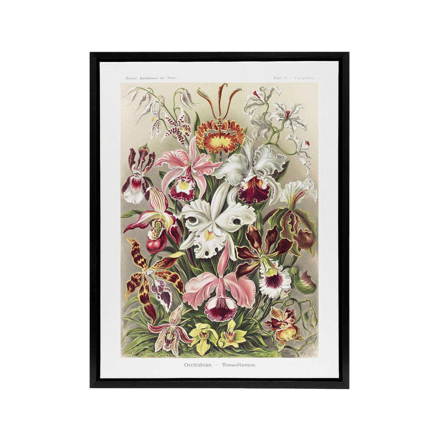 Orchid Flower Colourful Varieties Haeckel Black Framed Canvas Wall Art