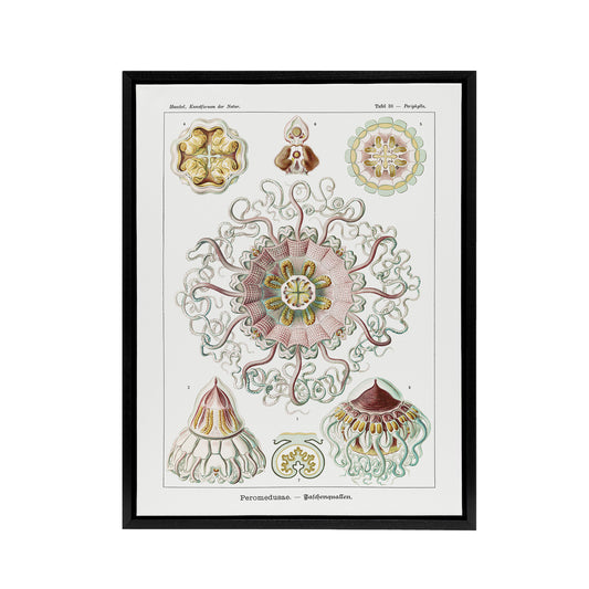 Vintage Jellyfish Ocean Marine Haeckel Botanical Framed Canvas Wall Art