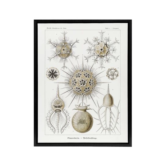 Phaeodaria Amoeba Vintage Haeckel Botanical Black Framed Canvas Wall Art