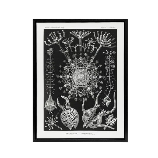 Phaeodaria Marine Life Haeckel Botanical Black Framed Canvas Wall Art