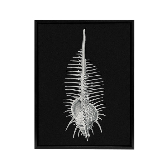 Sea Shell Sketch on Black Haeckel Botanical Black Framed Canvas Wall Art
