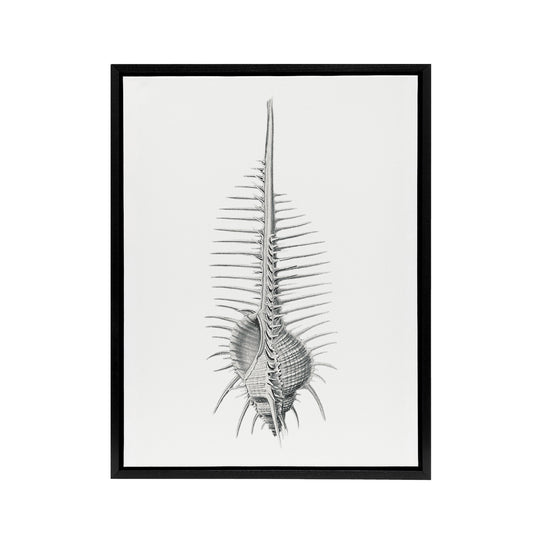 Murex Shell Seashell Drawing Haeckel Botanical Framed Canvas Wall Art