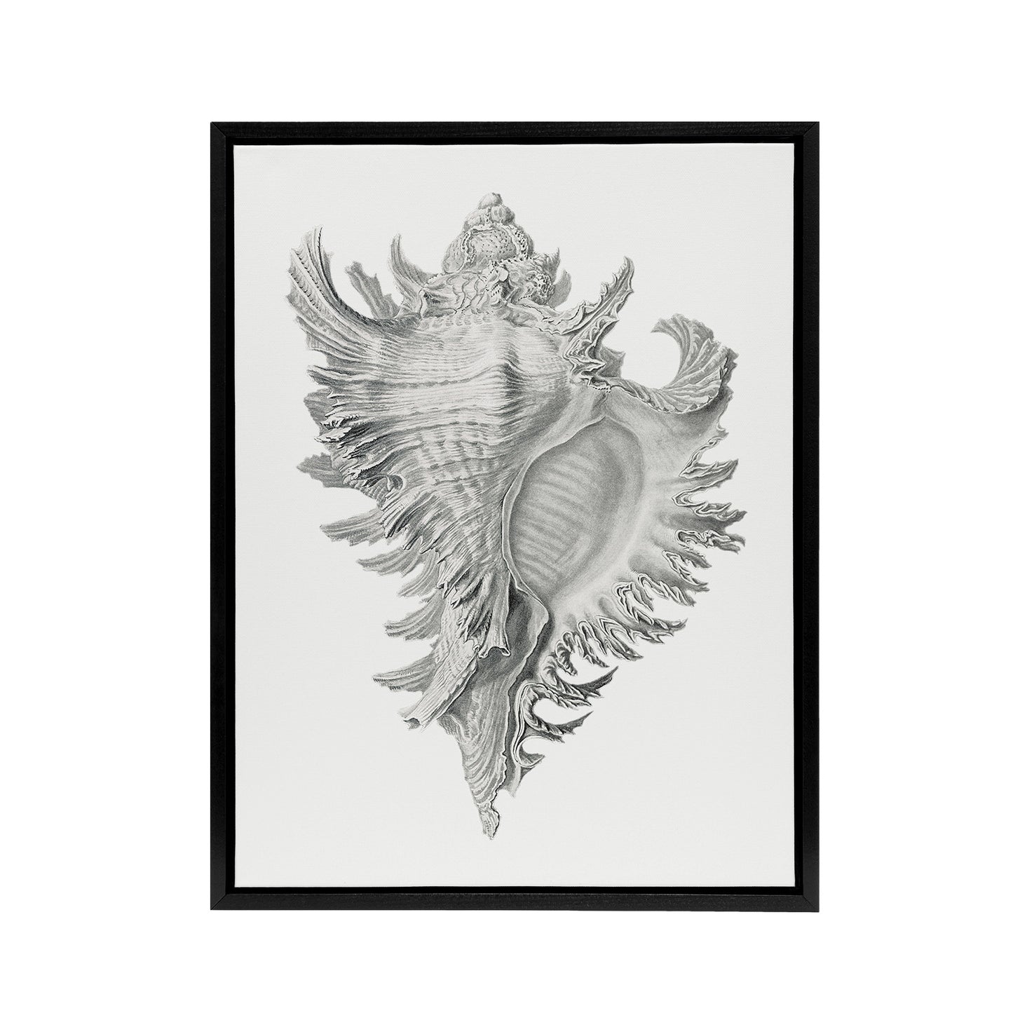 Whelk Sea Snail Shell Drawing Haeckel Botanical Framed Canvas Wall Art