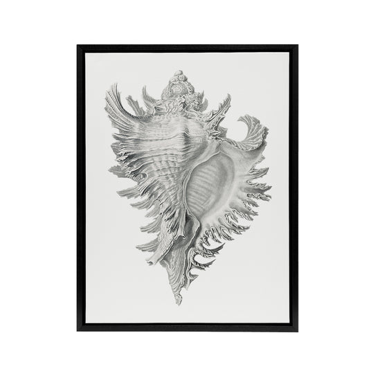 Whelk Sea Snail Shell Drawing Haeckel Botanical Framed Canvas Wall Art