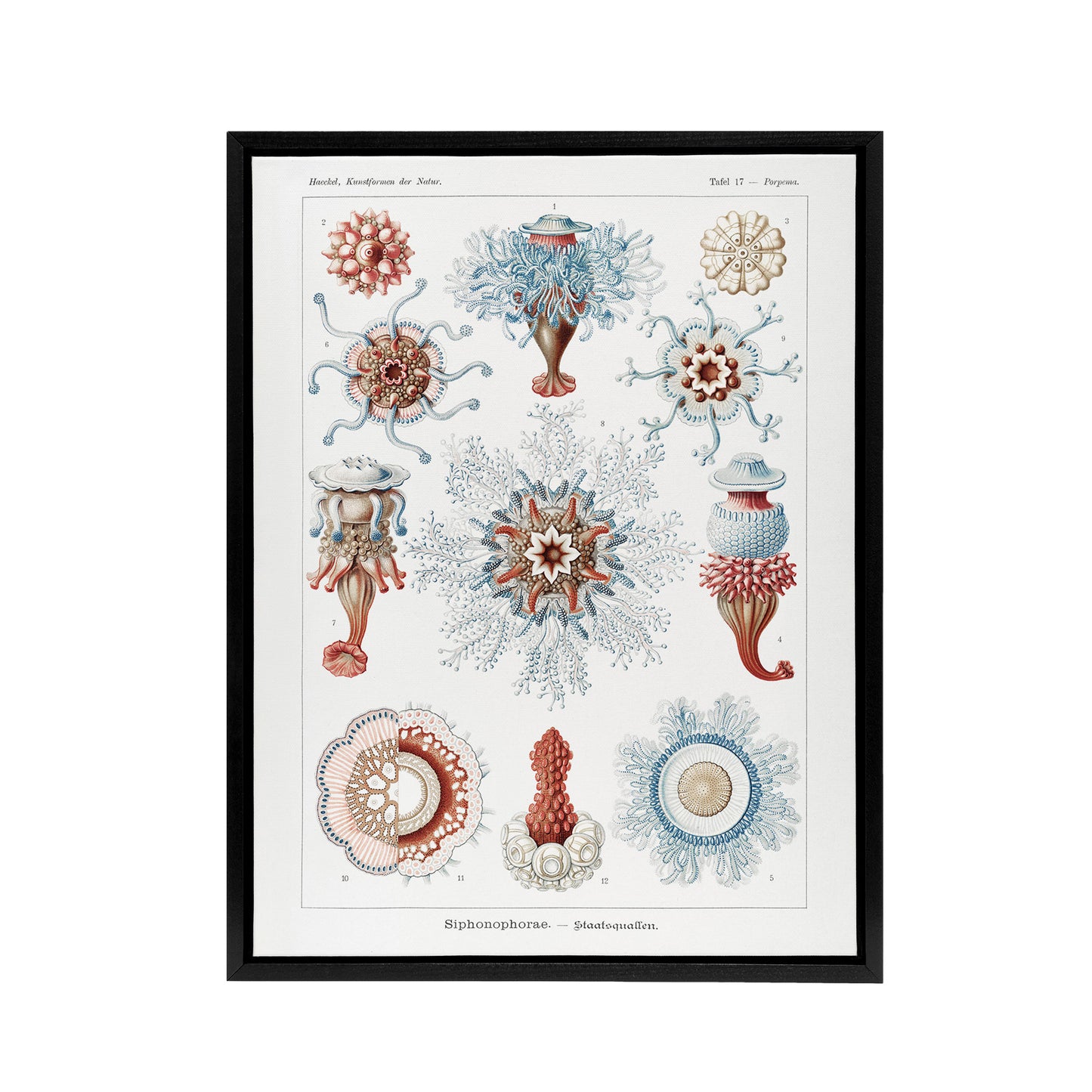 Siphonophorae Marine Life Haeckel Botanical Black Framed Canvas Wall Art