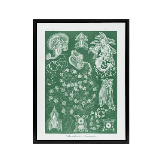 Siphonophorae Vintage Marine Haeckel Botanical Framed Canvas Wall Art