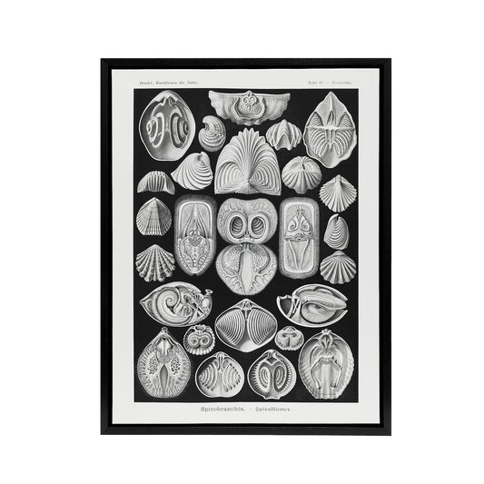 Spirobranchus Vintage Marine Life Haeckel Black Framed Canvas Wall Art