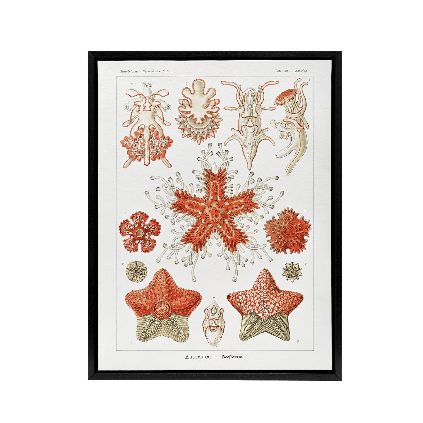 Asteroidea Starfish Sea ocean Haeckel Botanical Framed Canvas Wall Art
