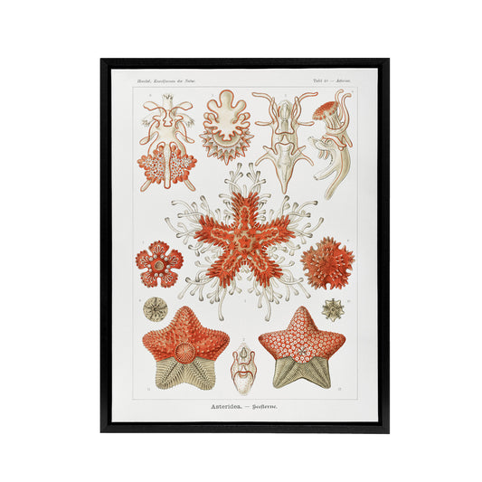 Asteroidea Starfish Sea ocean Haeckel Botanical Framed Canvas Wall Art
