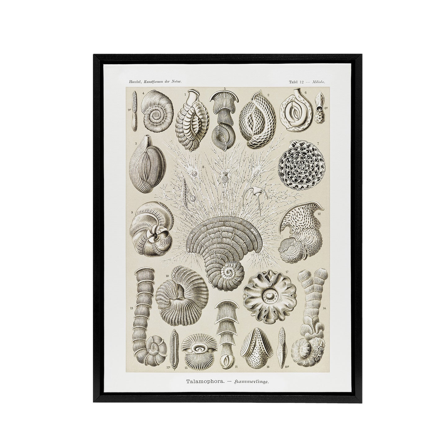 Thalamophora Vintage Marine Life Haeckel Black Framed Canvas Wall Art